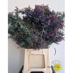 Mimosa Italia Baileyana 60cm 200gr (7 Dias - 2�)