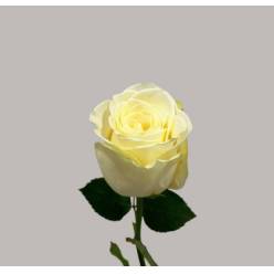 Rosa Hol.Snow storm 70cm "Premium" (7 Dias - 2�)