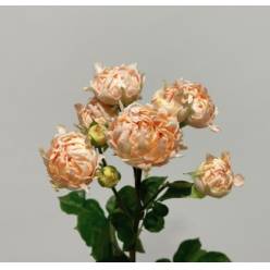 Ramificada Joyful 40cm "VOORN Premium" (7 Dias - 2�)