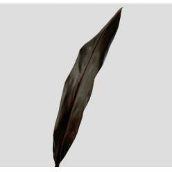Cordeline Negro 80cm (7 Dias - 2�)