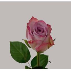 Rosa Hol. Memory Lane 40cm (7 Dias - 2�)