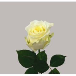 Rosa Hol. Avalanche 60cm A2 (7 Dias - 2�)
