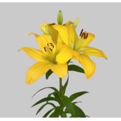 Lilium LA.  Amarillo 80cm 3/4 fl. (7 Dias - 2�)