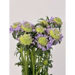Scabiosa Nac. Malva 60cm (7 Dias - 2�)
