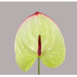 Anthurium Hol. Kaseko �11  "CC16" (7 Dias - 2�)