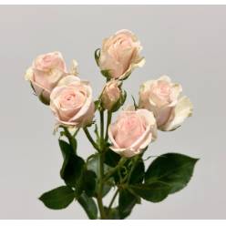 Ramificada Royal Porcelina 60cm (7 Dias - 2�)