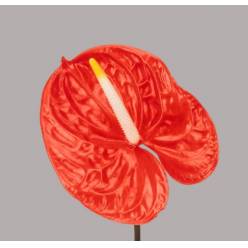 Anthurium Hol. Sunglow Orange �13  "CC12" (7 Dias - 2�)