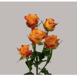 Ramificada Land Of Fire 60cm Bic. (7 Dias - 2�)