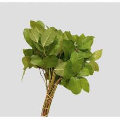 Salal Tip (7 Dias - 2�)