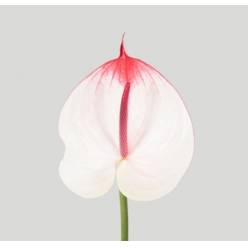 Anthurium Hol. Cumbia Bic. �15  "CC10" (7 Dias - 2�)