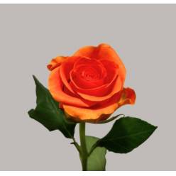 Rosa Hol. On Fire 60cm Nj. (7 Dias - 2�)