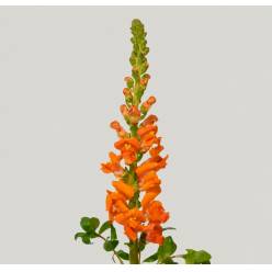Antirrhinum Hol. Avignom Da Orange 80cm