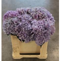 Hortensia Hol. Royal Benefit 50cm �16/18 Bl.
