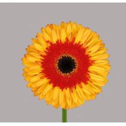 Gerbera Hol. Candycorn "T25" (7 Dias - 2�)