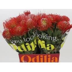 Protea Nutans Ayoba Rojo 50cm