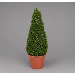 P. Buxu Sempervirens pi 29/95cm