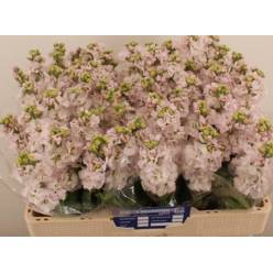 Aleli Hol. Stox Silver 50cm "T10"