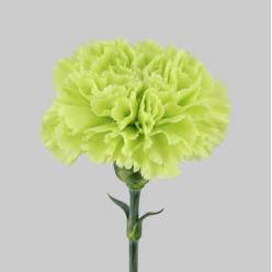 Clavel Hol. 60cm Green Marty