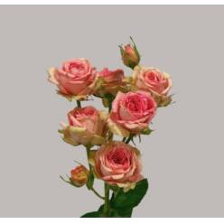 Ramificada Pepita 50cm (7 Dias - 2�)