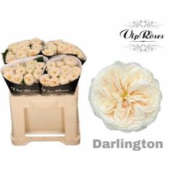 Rosa Hol. Darlington 50cm (7 Dias - 2�)