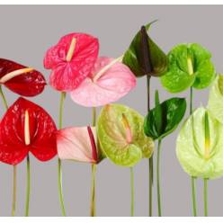 Anthurium Hol. Popurri �9  "CC20" (7 Dias - 2�)