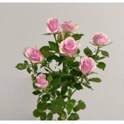 Ramificada Leila 40cm RS/Mal (7 Dias - 2�)