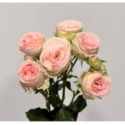 Ramificada Sweet Giselle 50cm (7 Dias - 2�)