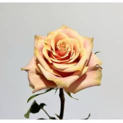 Rosa Ecu. Pink Amaretto 80cm (7 Dias - 2�)