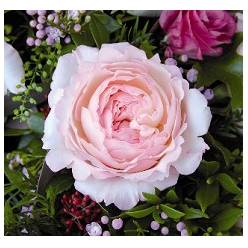 Rosa Ecu. Austin Keira 50cm Rs (7 Dias - 2�)