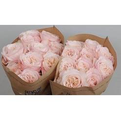 Rosa Hol. Lincoln Park 60cm (7 Dias - 2�)