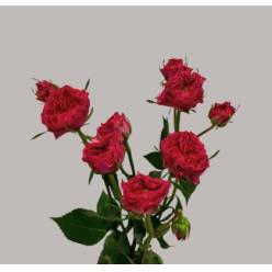 Ramificada Grandmas Garden Josy 50cm. (7 Dias - 2�)