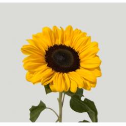 Girasol Nac. C.N. 70cm (7 Dias - 2�)