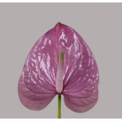 Anthurium Hol. Kaleo Ma. �11  "CC16" (7 Dias - 2�) (7 Dias - 2�)