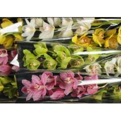 Cymbidium Mixta 60cm (7 Dias - 2�)