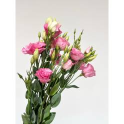 Lisiantus Nac. Rosa 70cm (7 Dias - 2�)