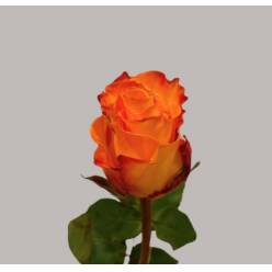 Rosa Hol. Monalisa+ 50cm (7 Dias - 2�)