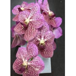 Vanda Tropic Punch "CC2" (7 Dias - 2�)