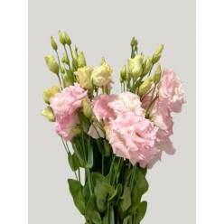 Lisiantus Nac. Rizado Rosa Claro 70cm (7 Dias - 2�)
