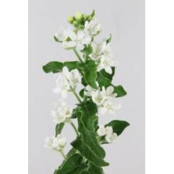 Oxypetalum Perfect White Harmony 60cm "T20" (7 Dias - 2�)