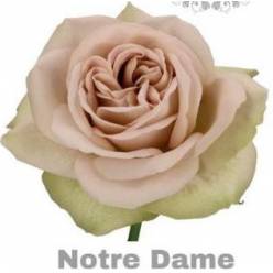 Rosa Hol. Notre Dame+ 60cm (7 Dias - 2�)