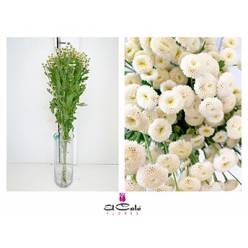 Tanacetum Nac. Boton Blanco 70cm 850gr "T25" (7 Dias - 2�)