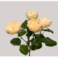 Ramificada Royal Blush Pearl 50cm 35gr "Premium" (7 Dias - 2�)