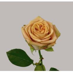 Rosa Hol. Cappuccino 40cm "Wans Roses" (7 Dias - 2�)