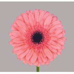 Gerbera Hol. Scala Rs. "T25" (7 Dias - 2�)