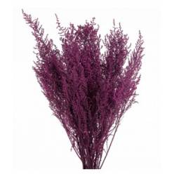 Stoebe Preservado Bizancio 50cm