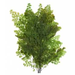 Helecho Preservado Lutti 30cm