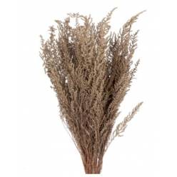 Stoebe Preservado Gris 50cm