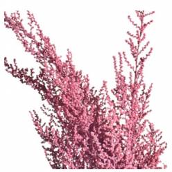 Stoebe Preservado Rosa 50cm