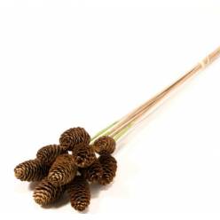 Pick Pi�as Abeto 50cm (7-9cm) "T10"