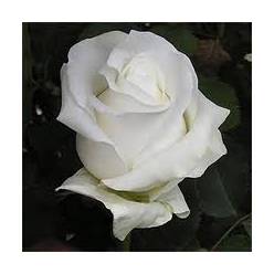 Rosa Ecu. Akito 60cm